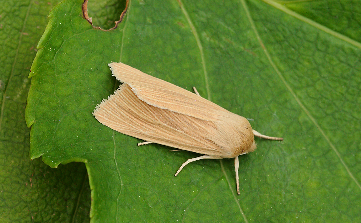 Common Wainscot 7649480