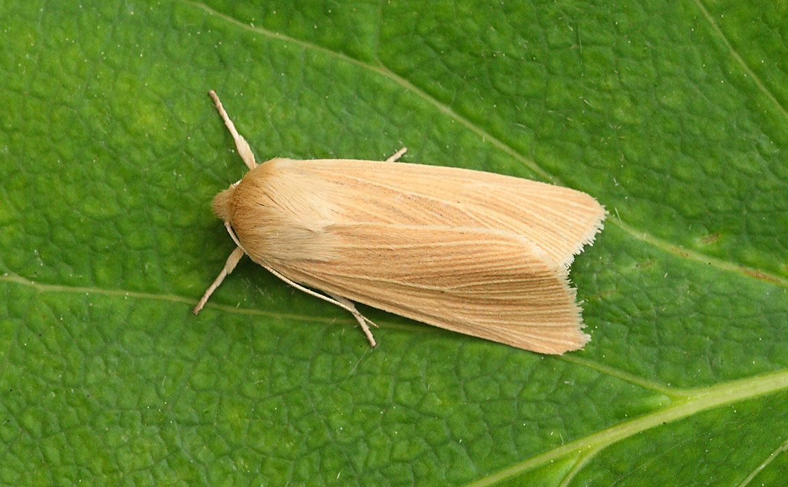 Common Wainscot 7655481