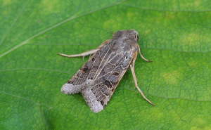 Lunar Underwing - 16th September  2006 - Melbourne - Tony Davison