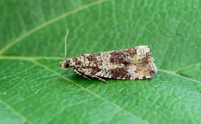 Celypha lacunana