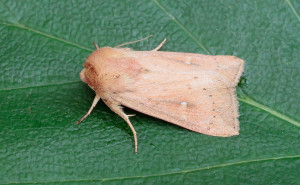 73.298 BF2193The ClayMythimna ferrago
