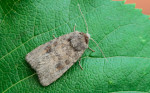 Mottled Rustic - Noctuidae - Caradrina morpheus