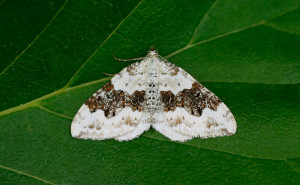 70.054 BF1727Silver-ground CarpetXanthorhoe montanata