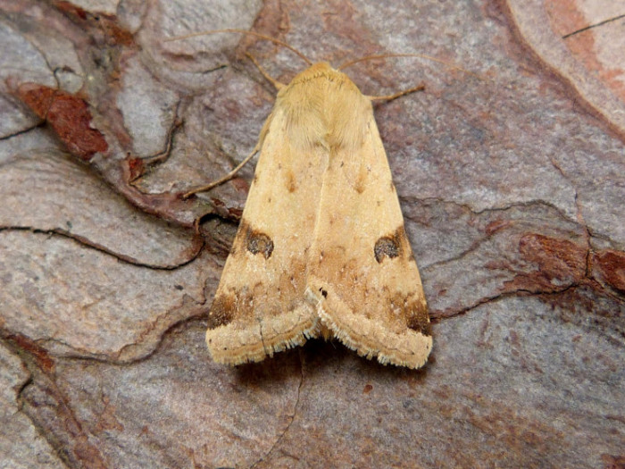73.074 BF2403 - Bordered Straw - Noctuidae - Heliothis peltigera
