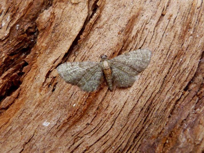 70.146 BF1813 - Haworth's Pug - Geometridae - Eupithecia haworthiata