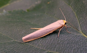 72.046 BF2047Scarce FootmanEilema complana