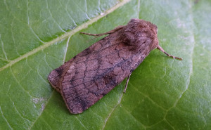 73.358 BF2133Six-striped RusticXestia sexstrigata
