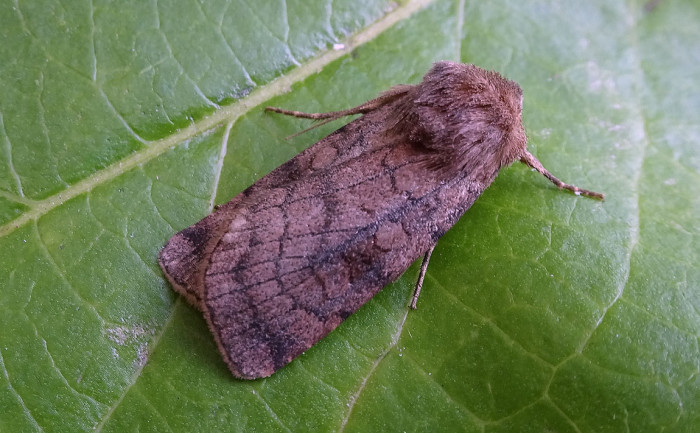 Six-striped Rustic - Noctuidae - Xestia sexstrigata