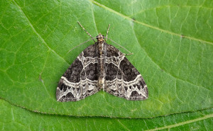 70.094 BF759Small PhoenixEcliptopera silaceata