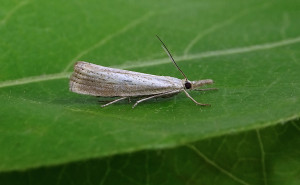 Agriphila straminella - Straw Grass Moth - 21st August 2015 - Melbourne - Tony Davison