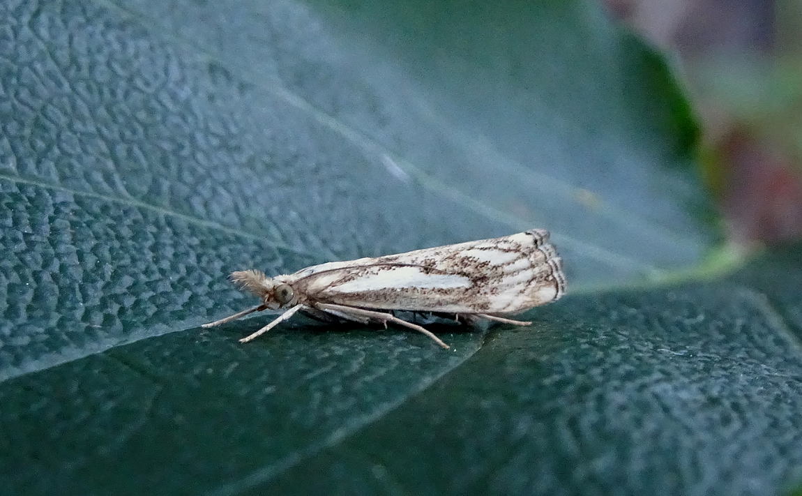 falsella 001341149