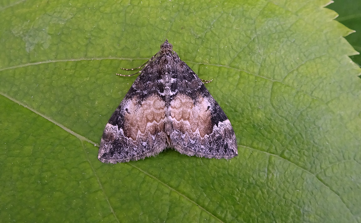 Common Marbled Carpet 2491165