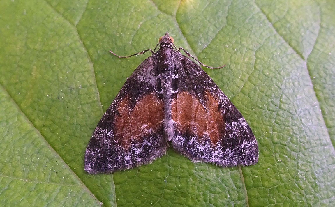 Common Marbled Carpet 2701167