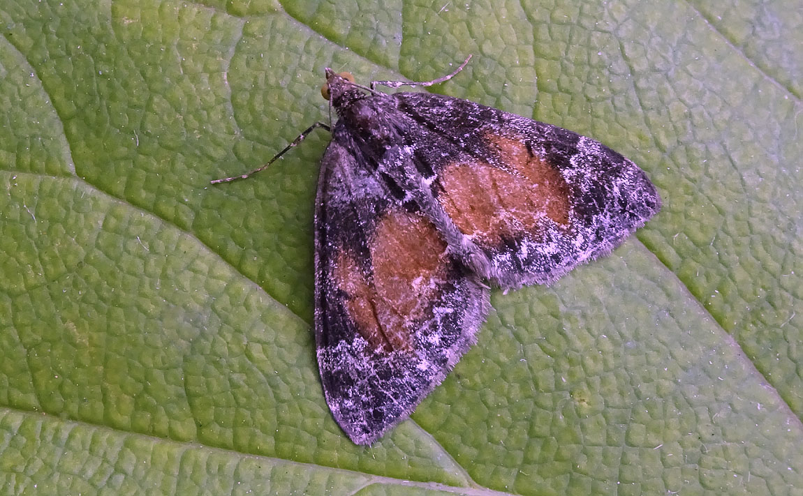 Common Marbled Carpet 2751168