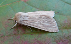 73.291 BF2199Common WainscotMythimna pallens