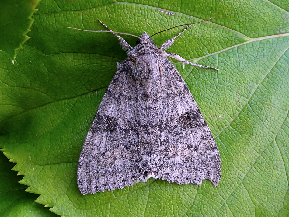 Red Underwing1169