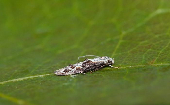 Blastodacna hellerella