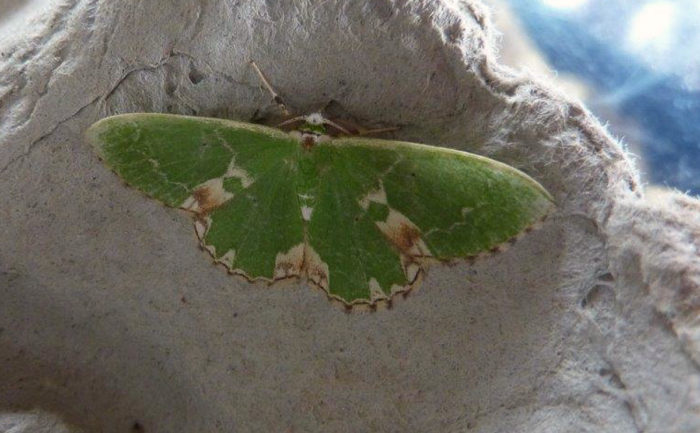 Blotched Emerald - Geometridae - Comibaena bajularia