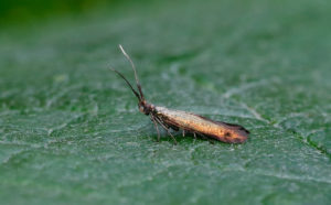 Coleophora deauratella - 22nd July 2016 - Melbourne - Tony Davison
