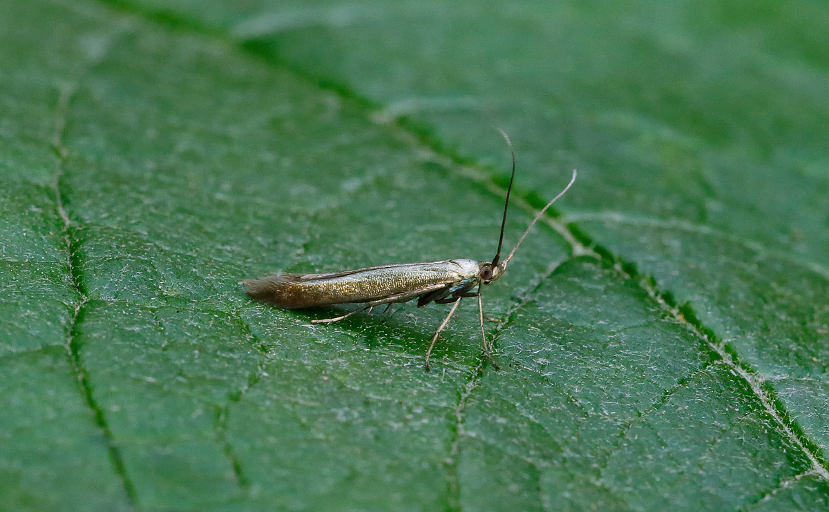 Coleophora trifolii_J4X4031