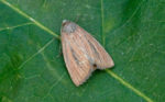 Small Rufous - Noctuidae - Coenobia rufa