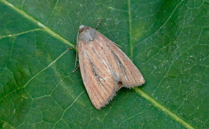 Small Rufous - Noctuidae - Coenobia rufa