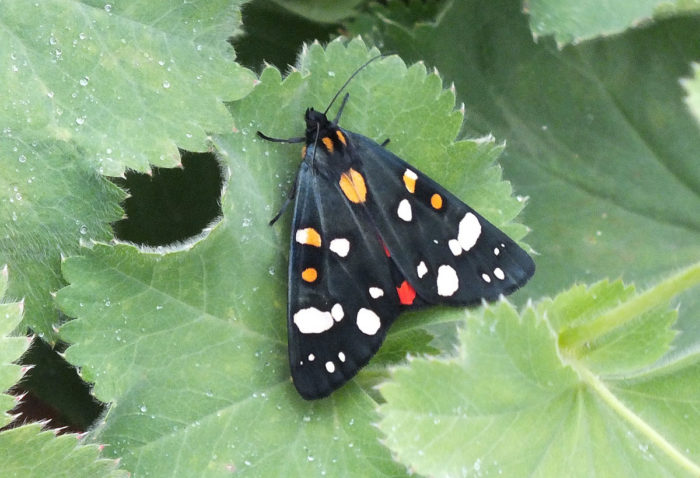 72.029 BF2068 - Scarlet Tiger - Erebidae - Callimorpha dominula