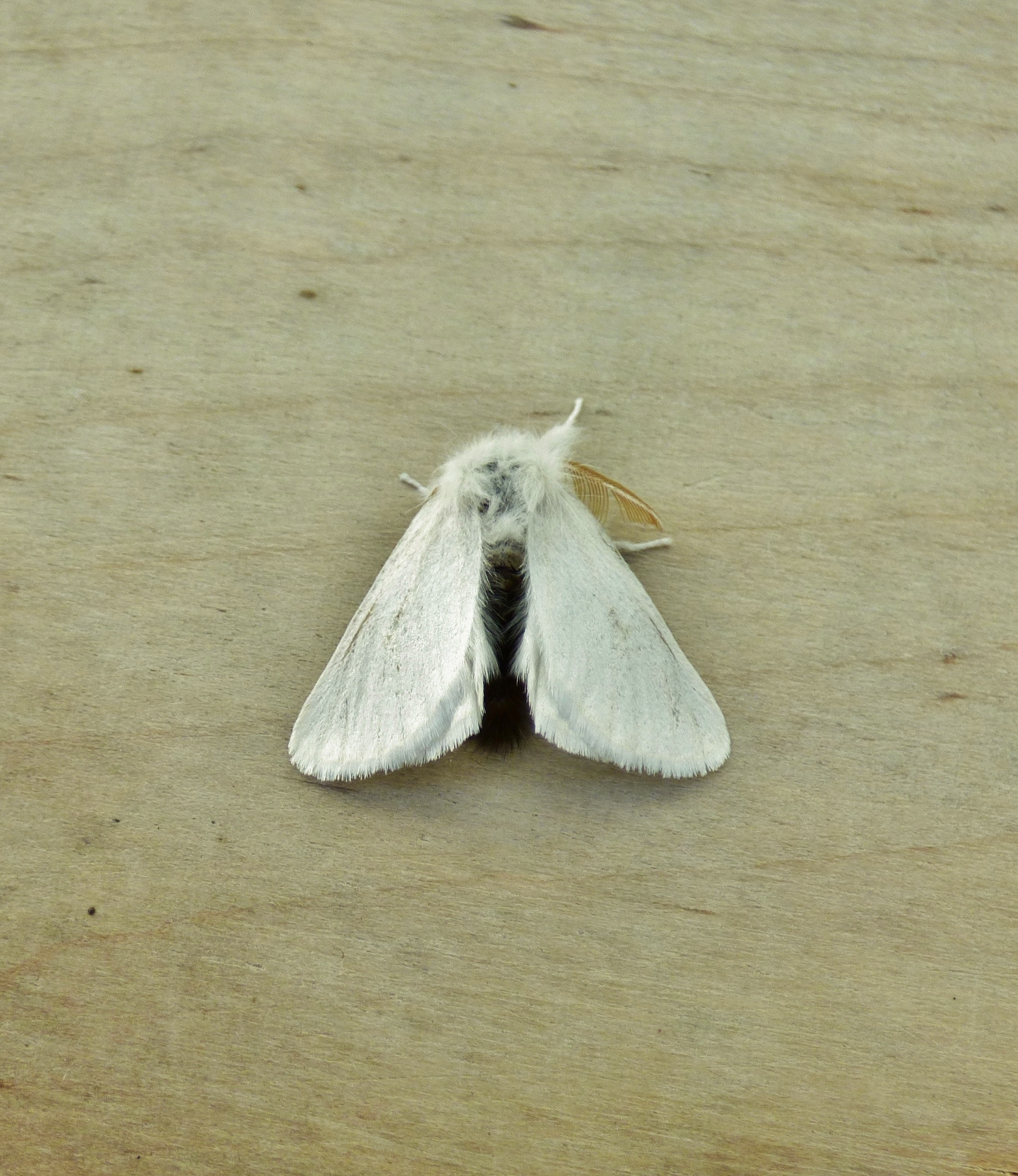 72.012 BF2029 - Brown-tail - Erebidae - Euproctis chrysorrhoea