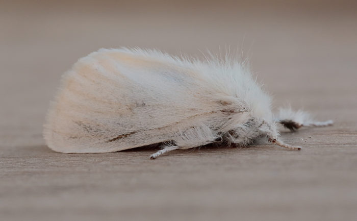 72.012 BF2029 - Brown-tail - Erebidae - Euproctis chrysorrhoea