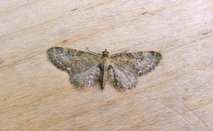 70.183 BF1834 - Common Pug - Geometridae - Eupithecia vulgata