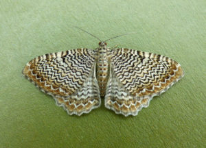 Scallop Shell - 9th June 2017 - Findern - Brian Hallam