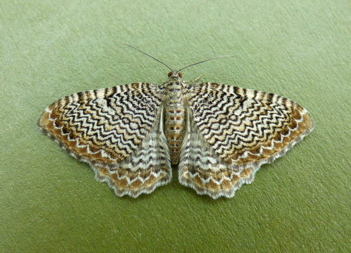 Scallop Shell - 9th June 2017 - Findern - Brian Hallam