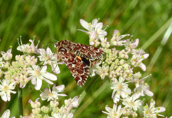 73.257 BF2142 - Beautiful Yellow Underwing - Noctuidae - Anarta myrtilli