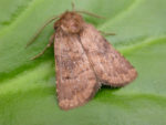 73.102 BF2302 - Brown Rustic - Noctuidae - Rusina ferruginea