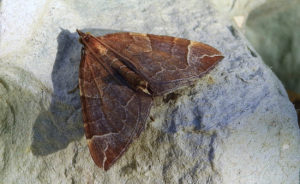 70.090 BF1755 - The Chevron - Geometridae - Eulithis testata