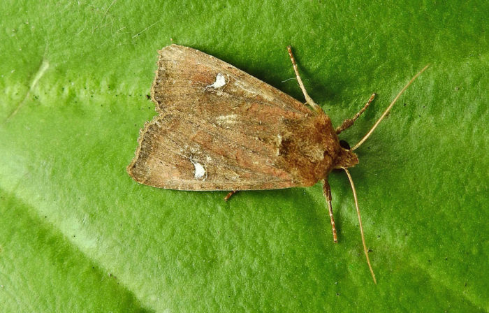 73.119 BF2368 - The Crescent - Noctuidae - Helotropha leucostigma