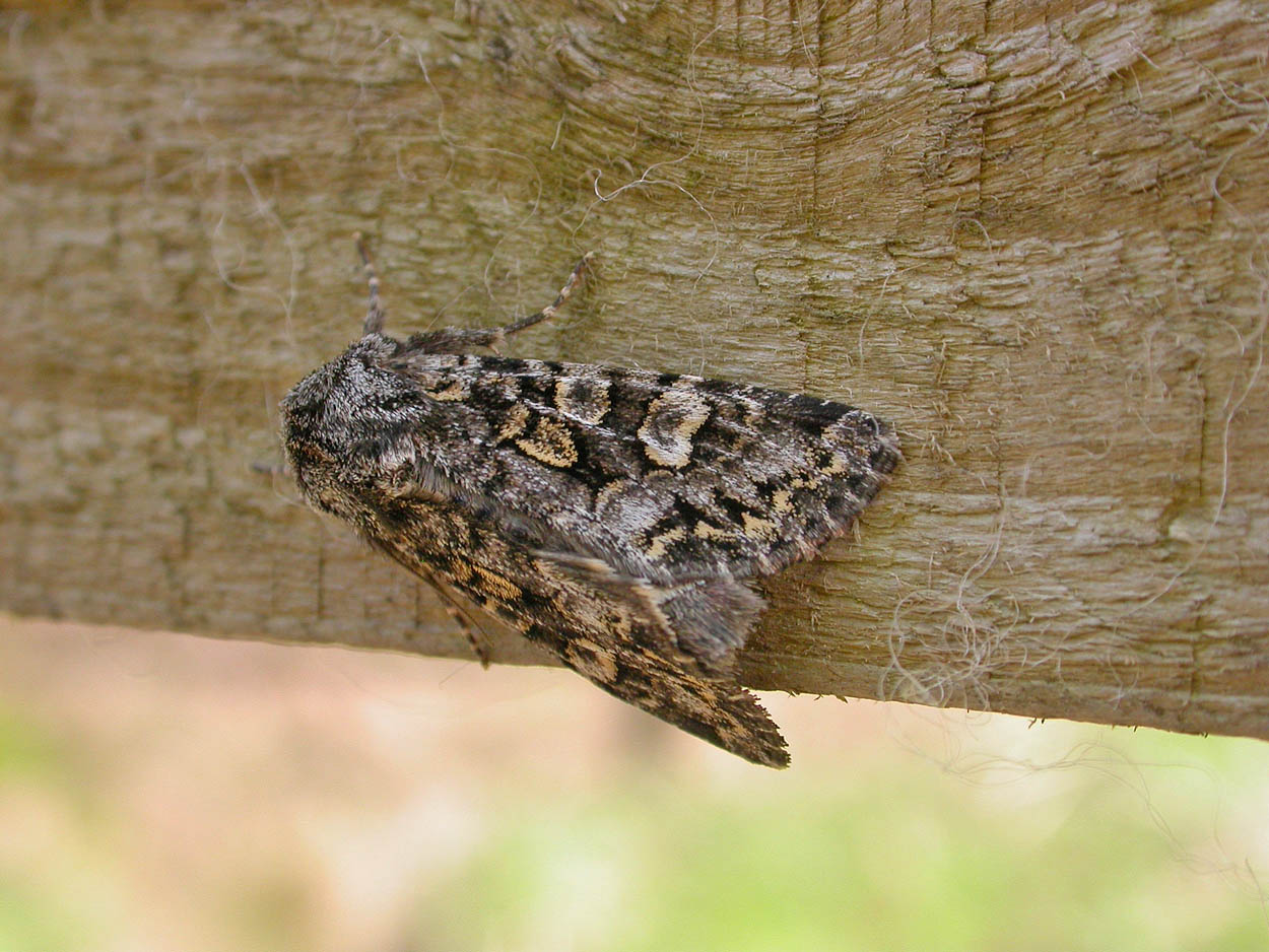 73.272 BF2162 - Glaucous Shears - Noctuidae - Papestra biren