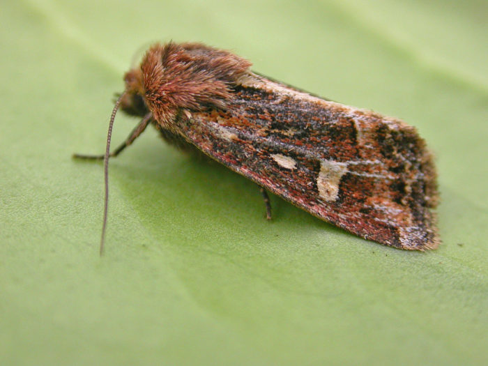 73.118 BF2367 - Haworth's Minor - Noctuidae - Celaena haworthii