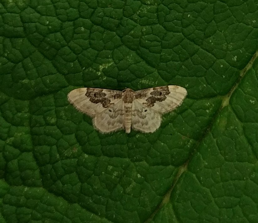 70.004 BF1699 - Least Carpet - Geometridae - Idaea rusticata