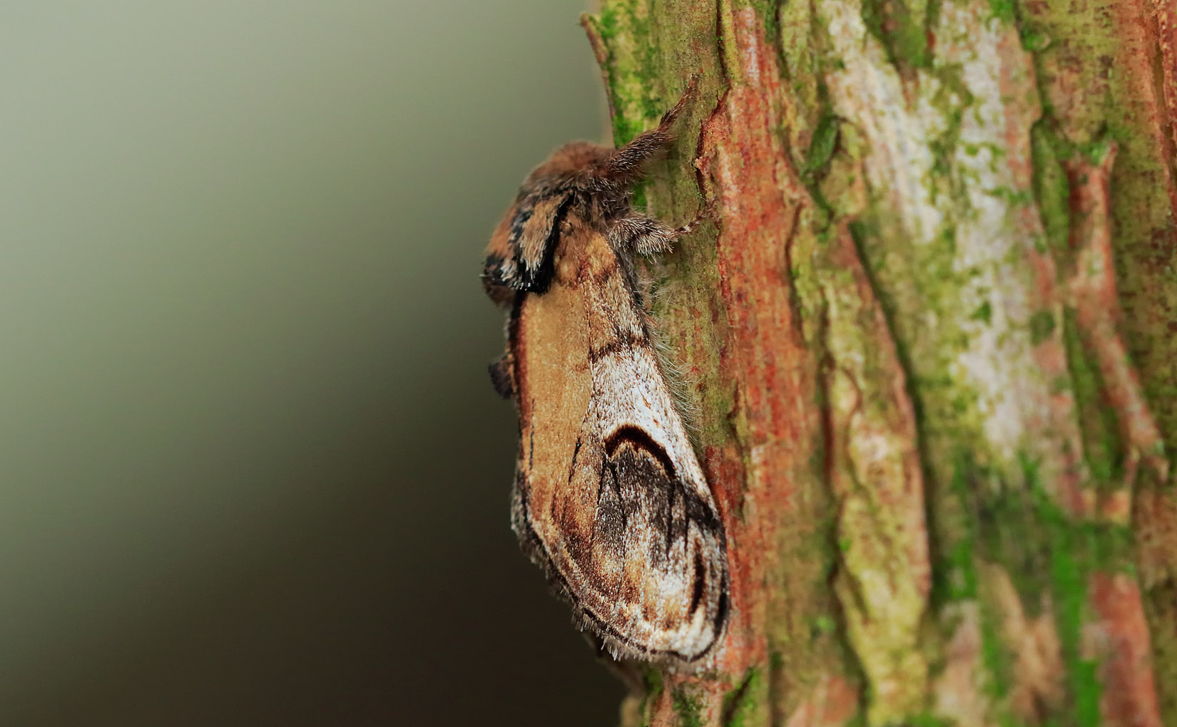 Pebble Prominent - Notodontidae - Notodonta ziczac