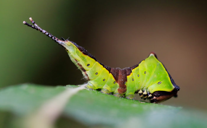 Puss Moth - Notodontidae - Cerura vinula