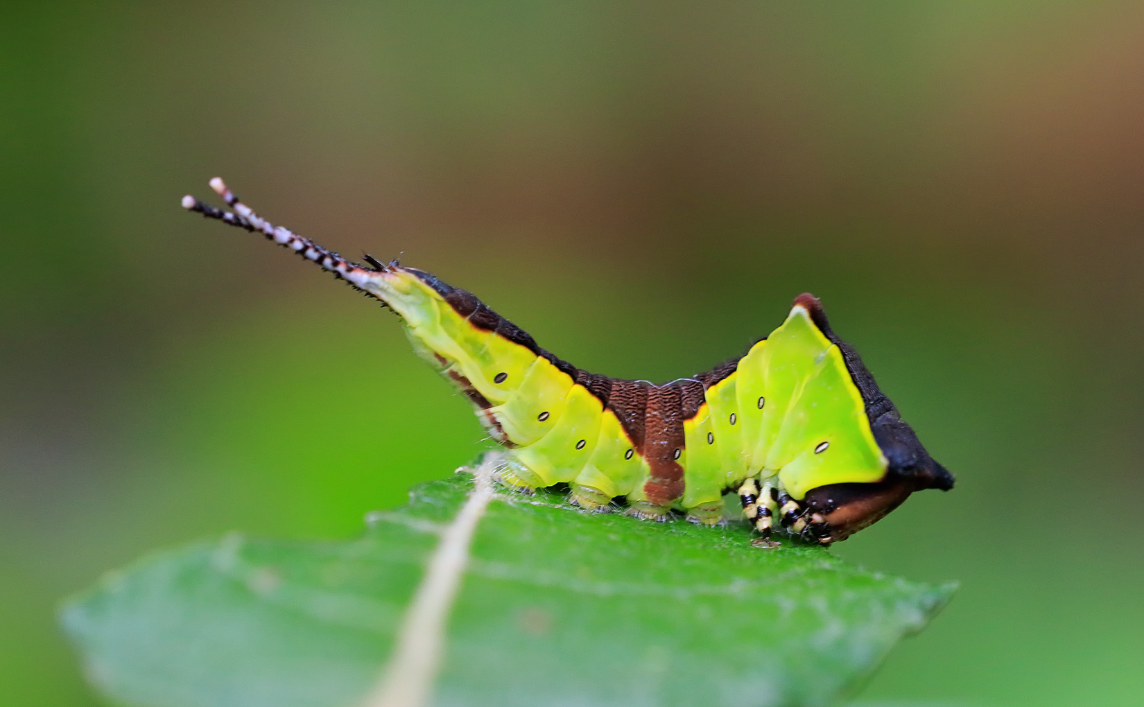 Puss Moth - Notodontidae - Cerura vinula