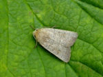73.097 BF2382 - The Rustic - Noctuidae - Hoplodrina blanda
