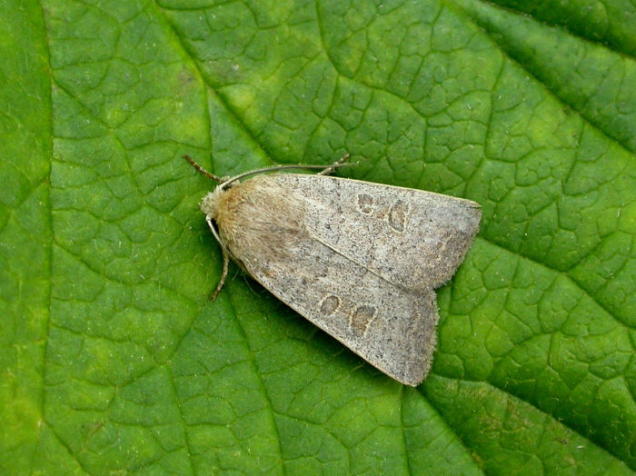 73.097 BF2382 - The Rustic - Noctuidae - Hoplodrina blanda
