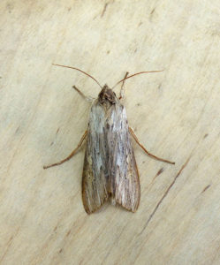 73.052 BF2216 - The Shark - Noctuidae - Cucullia umbratica