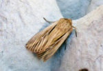 73.301 BF2205 - Shoulder-striped Wainscot - Noctuidae - Mythimna comma