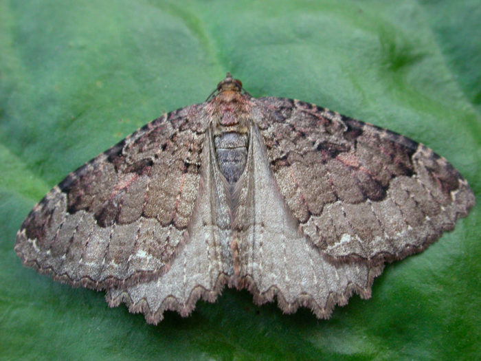 70.123 BF1790 - The Tissue - Geometridae - Triphosa dubitata