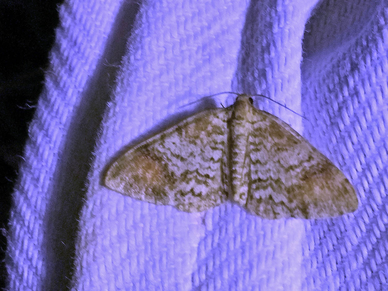 70.116 BF1872 - Blomer's Rivulet - Geometridae - Venusia blomeri