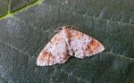 70.116 BF1872 - Blomer's Rivulet - Geometridae - Venusia blomeri
