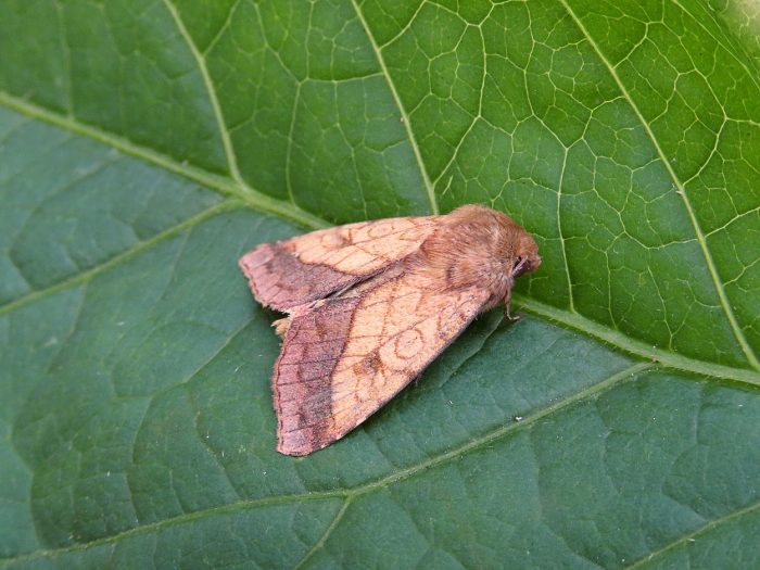 73.070 BF2399 - Bordered Sallow - Noctuidae - Pyrrhia umbra